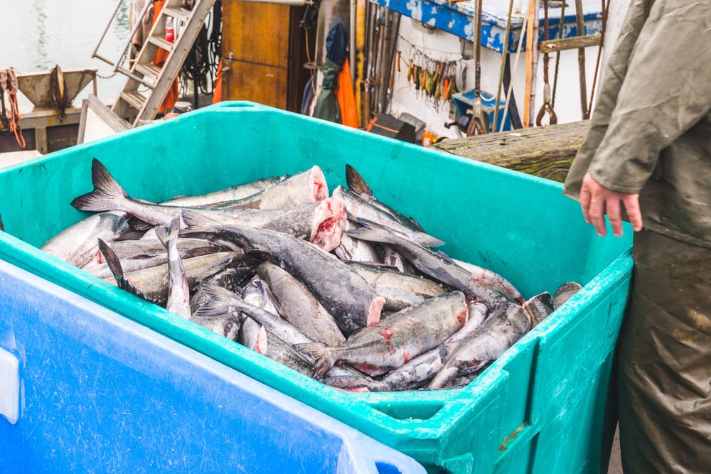 Kiama Fishing Charters Bucket Full