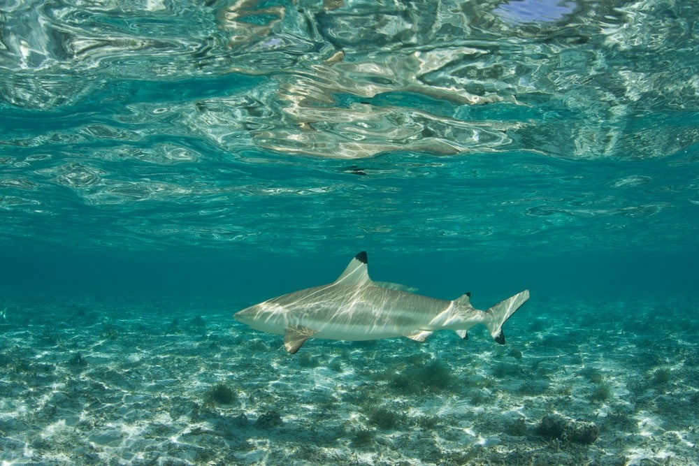 Sharks in Bora Bora Shark feeding