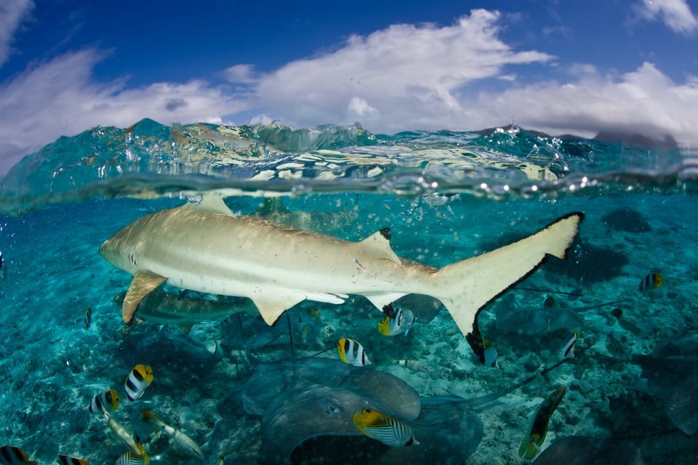 Sharks in Bora Bora Bora Bora shark and ray tours