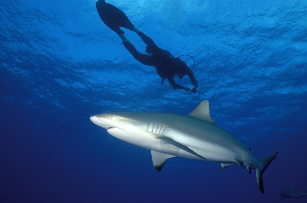 Sharks in Bora Bora Shark diving
