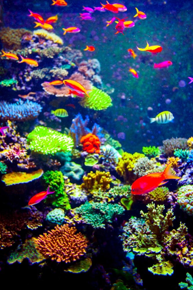 Facts about Fiji Underwater life