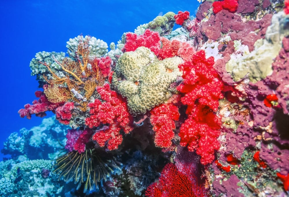 Things to do in Fiji Explore the underwater life