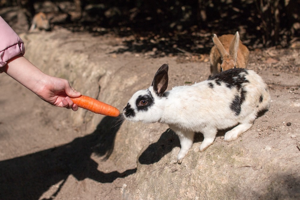 10 Weirdest Things in Japan - Rabbit Island