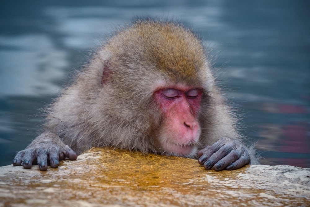 10 Weirdest Things in Japan - Monkeys in a Hot Bath