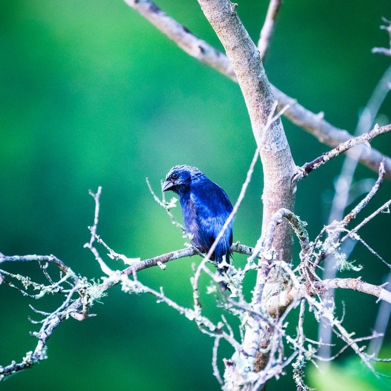 Blue Birds in Rio Dulce Guatemala