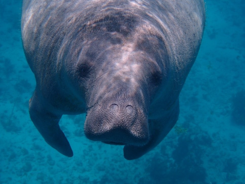 Image of a Manatee