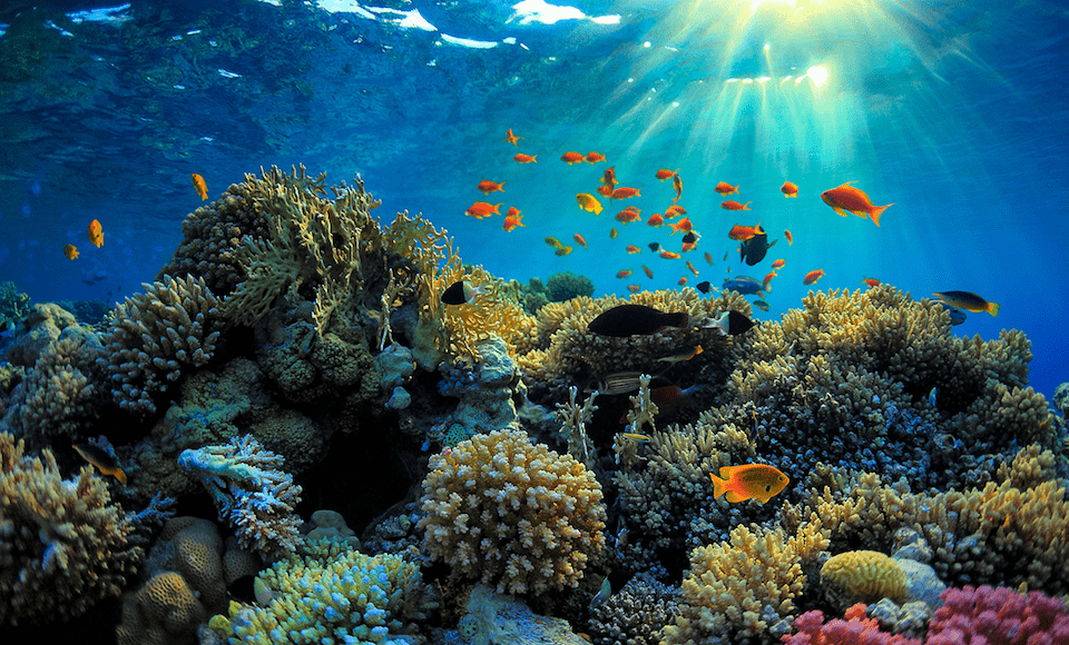 Great Barrier Reef Snorkeling
