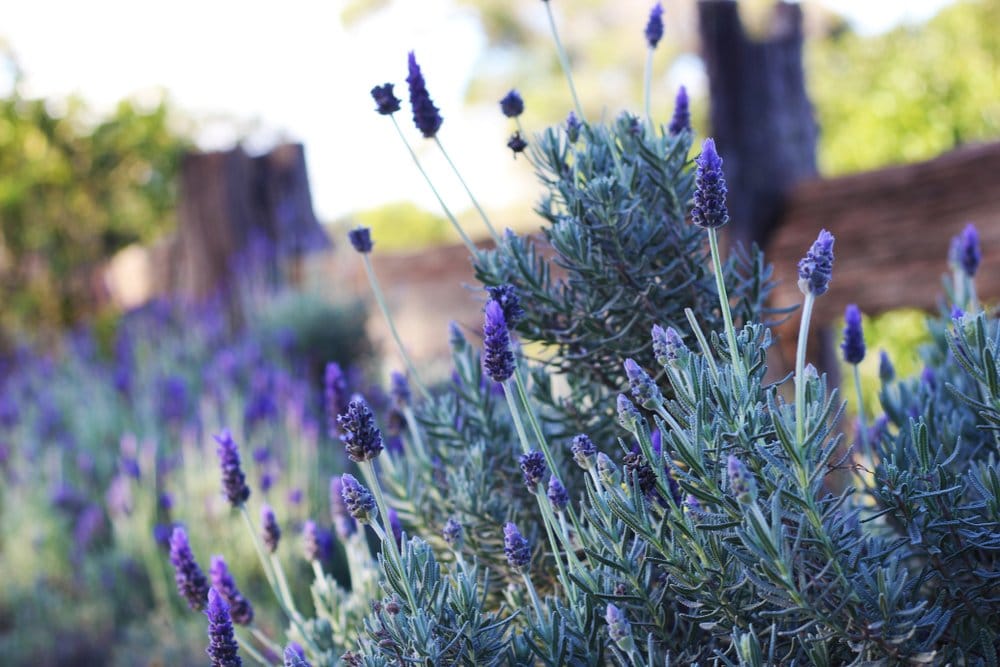 lavender farm kingaroy australia