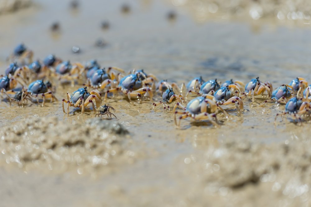 crabs on Rainbow Beach