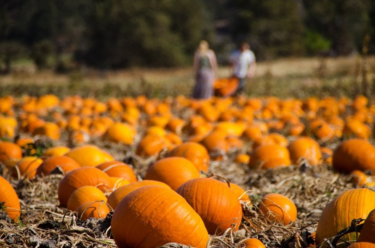 Fall Activities In MN – Discover Minnesota Best Activities in Autumn