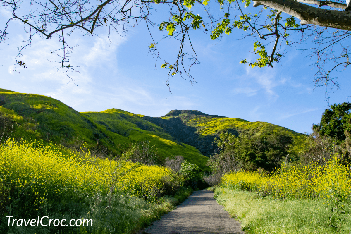 Here you'll see mustard plants while hiking through Solstice Canyon near Malibu