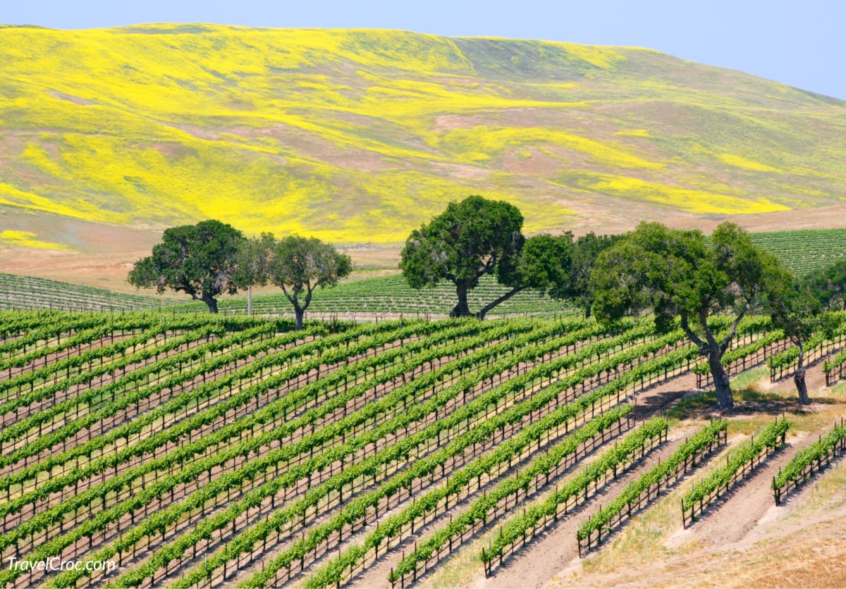 A picture of a wine vineyard