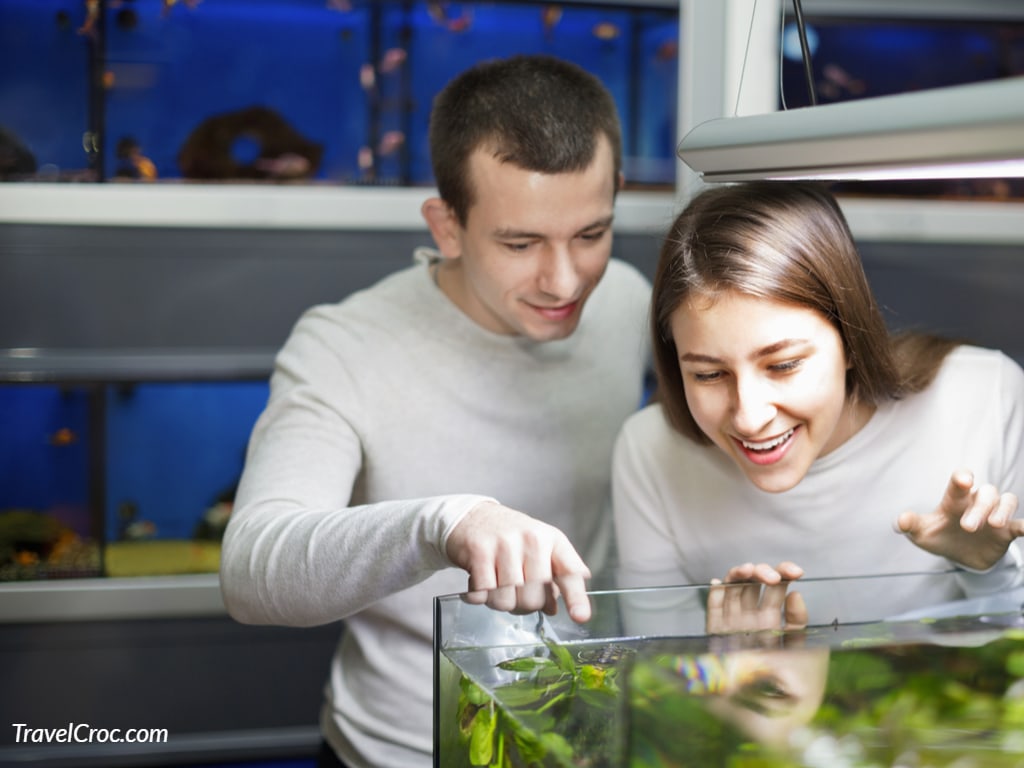 Couple looking at fish at the aquarium