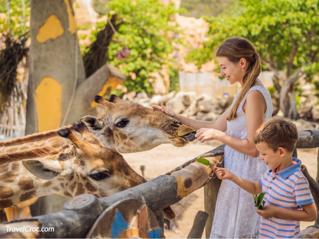Feeding Giraffes at The African Wild Life Safari