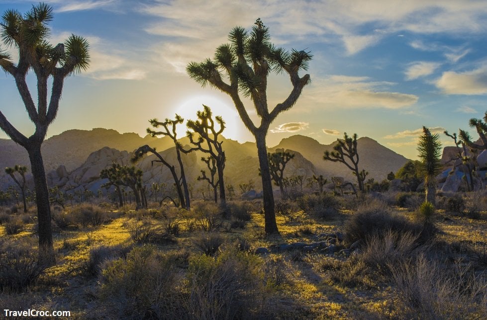 Best Time to Visit Joshua Tree