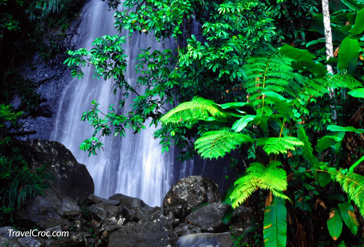 El Yunque National Forest, tree fern and waterfall, tropical rainforest