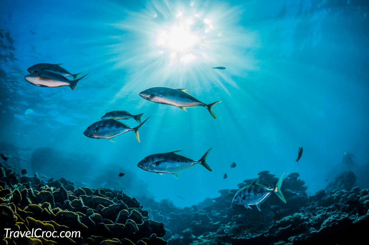 pelagic fish swimming together in the wild