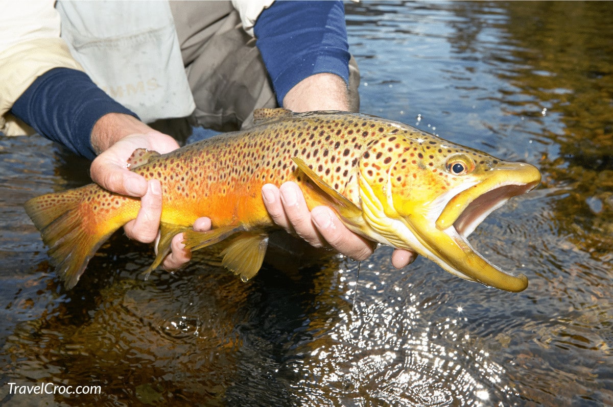 Fisherman displaying a recently landed brown trout in Salida Co