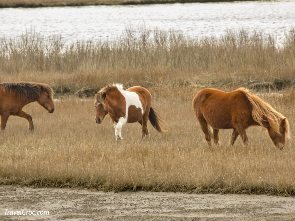 Wild ponies (horses) grazing on marsh vegetation in Berlin, Maryland.