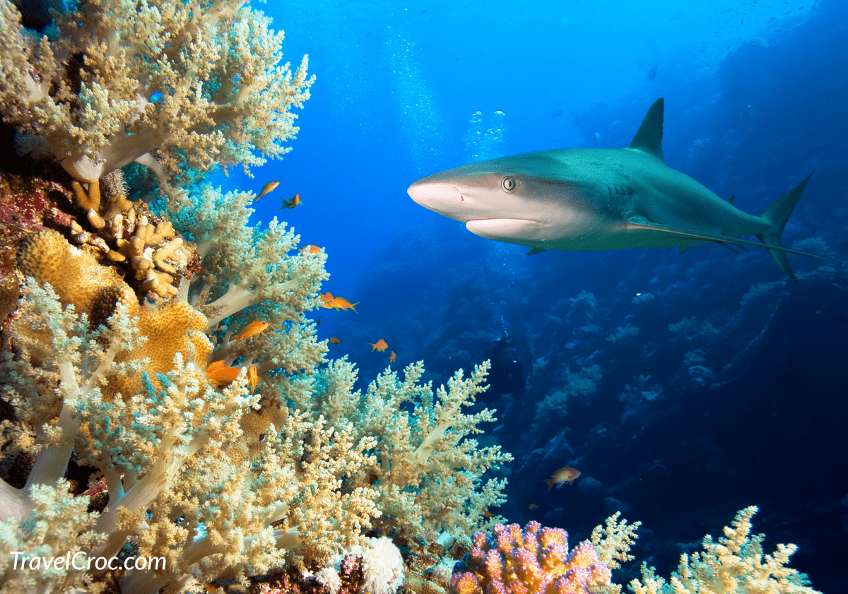 coral reef with shark