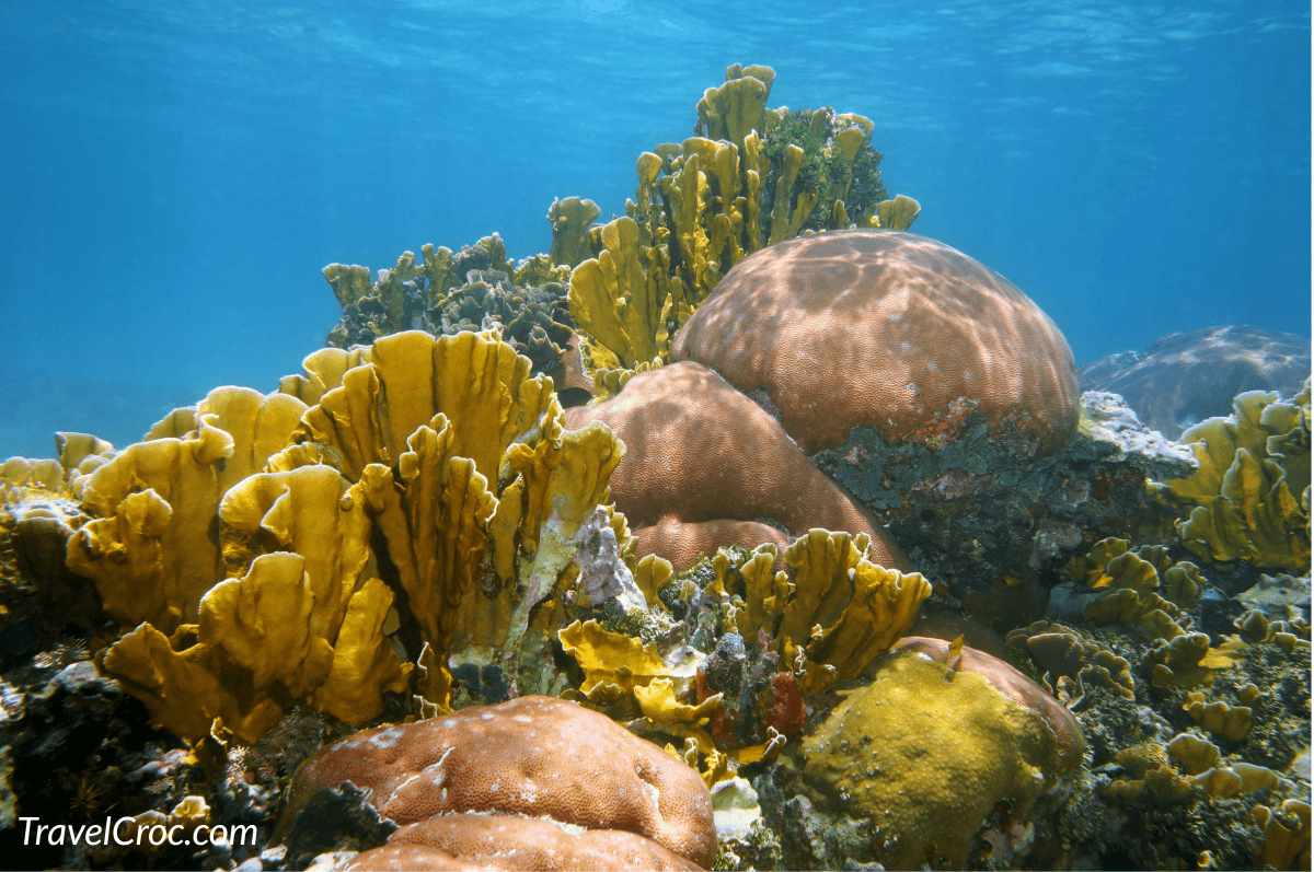 Underwater landscape in a thriving and colorful coral reef