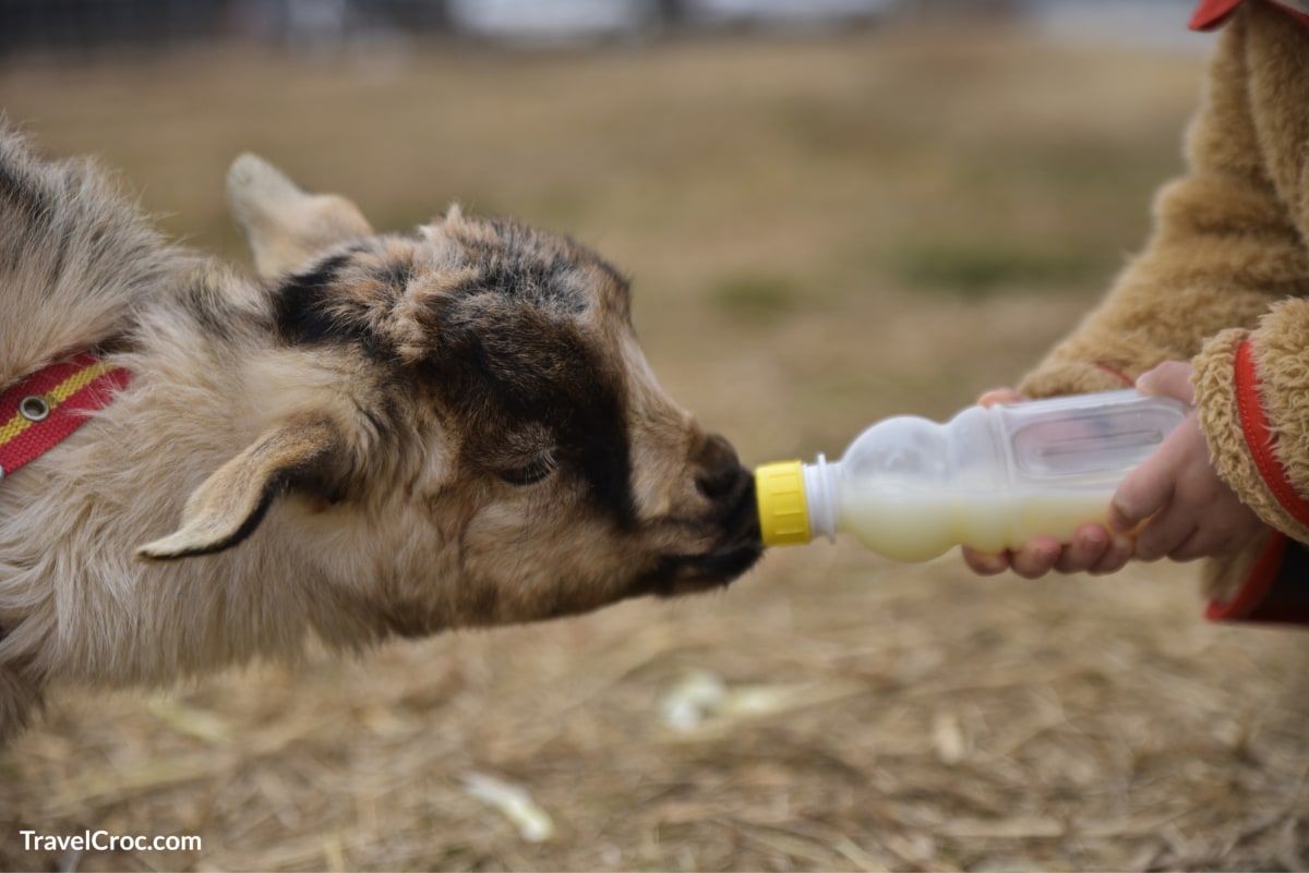 A child is feeding a baby goat with a milk bottle.