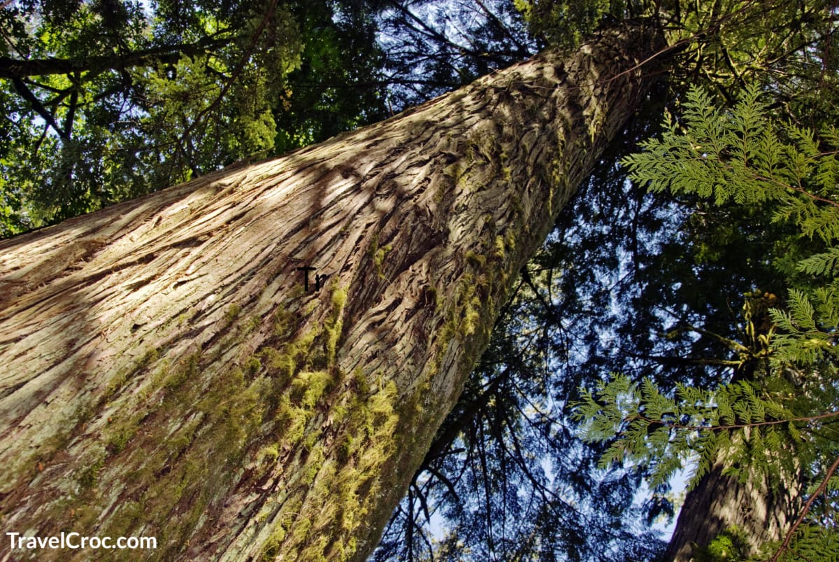 A gigantic old growth red cedar tree continues to flourish.