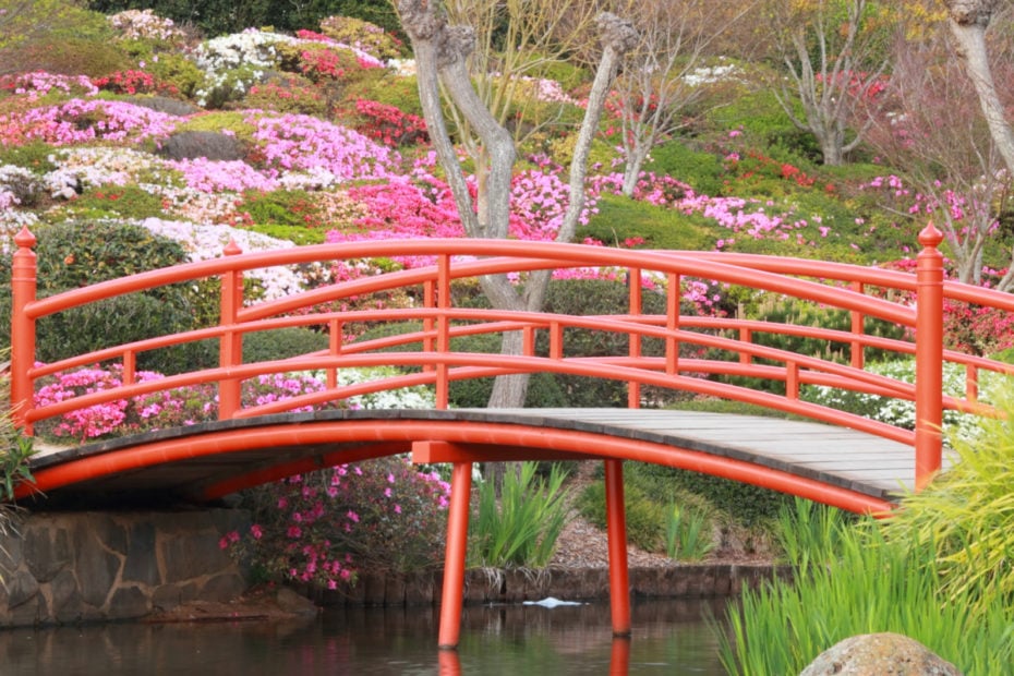 Azaleas in Japanese gardens toowoomba carnival of flowers