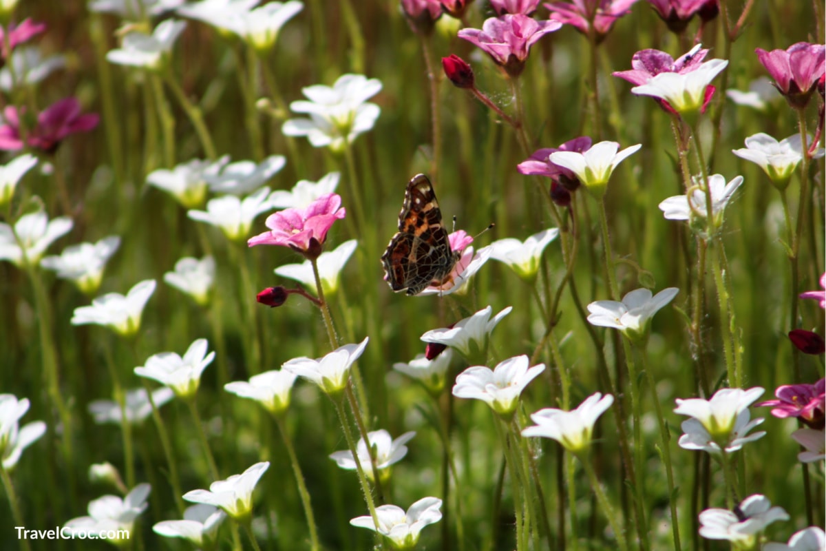 Beautiful butterfly seen in botanic garden