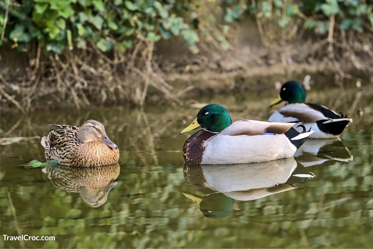 Beautiful closeup view of three peaceful resting ducks