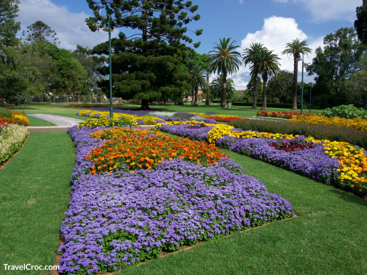 Beautiful garden with purple and yellow flowers in Toowoomba Carnival of Flowers