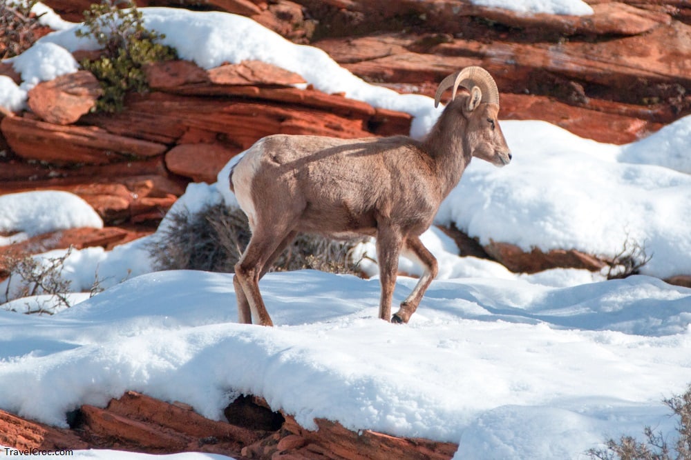 Bighorn Sheep ram walking on sunny winter day in Zion National Park in Utah United States 