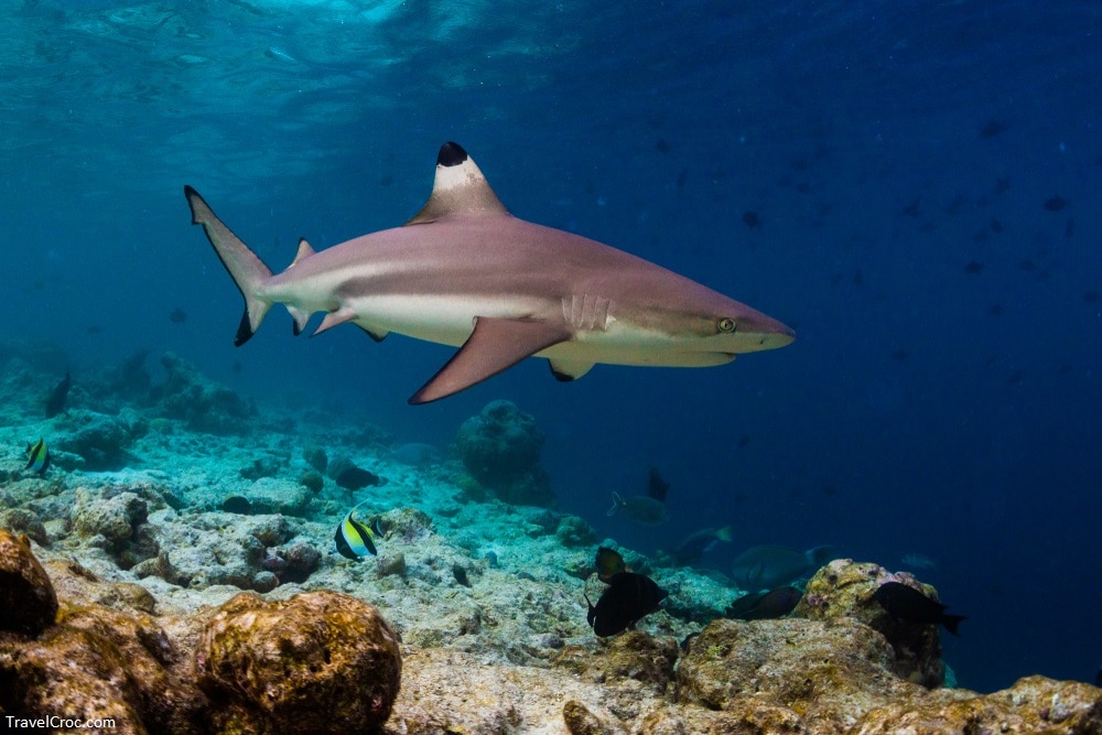 Blacktip reef shark (Carcharhinus melanopterus) 