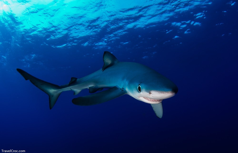 Blue Shark - Are There Sharks in the Mediterranean Italy