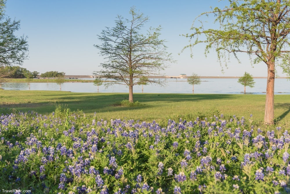 Lake Park in Lewisville, Texas, USA. Beautiful Texas state flower blooming with soft sunset light - Lakes in Dallas Texas