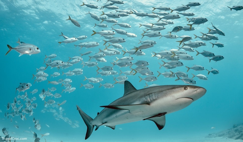 Caribbean reef shark swims with school of jacks