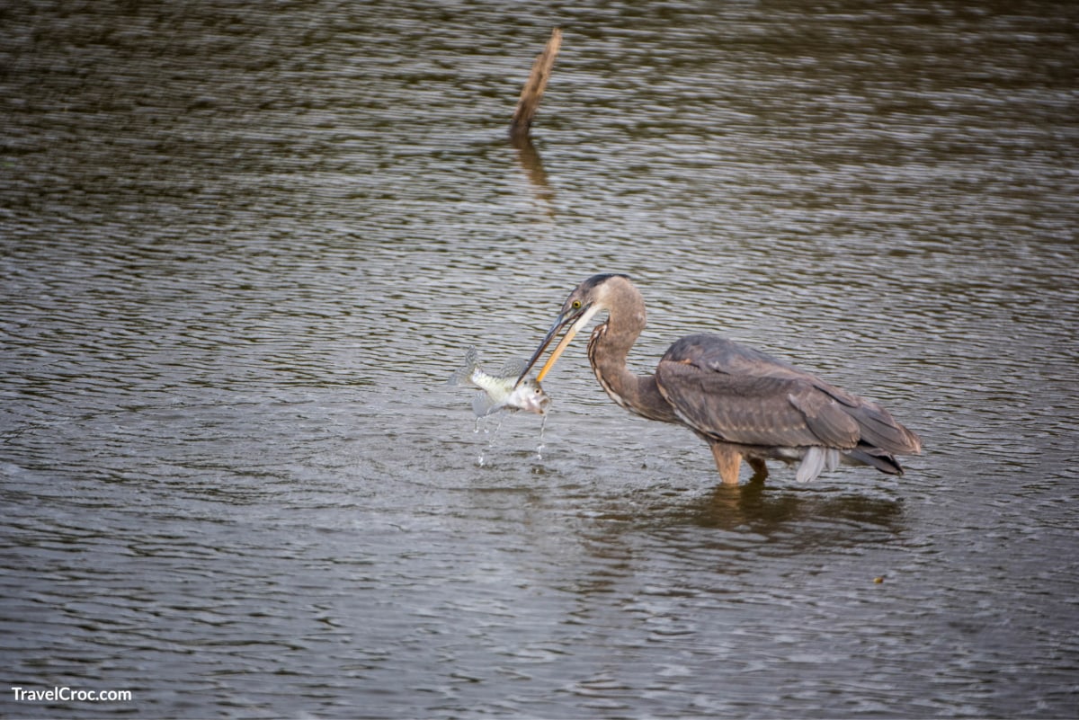 Great Blue Heron eating supper at Crab Orchard National Refuge in Southern Illinois