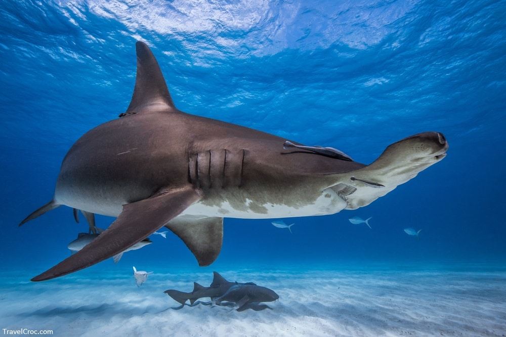 Great Hammerhead in Caribbean sea - What kind of sharks are in Puerto Rico