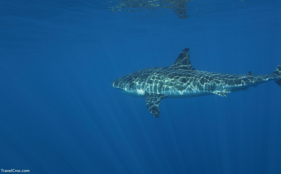 Great White Shark - Are There Great White Sharks in Puerto Rico?