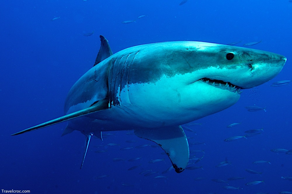 Great White Shark posing in the deep blue water - Are there sharks in the Mediterranean Sea?
