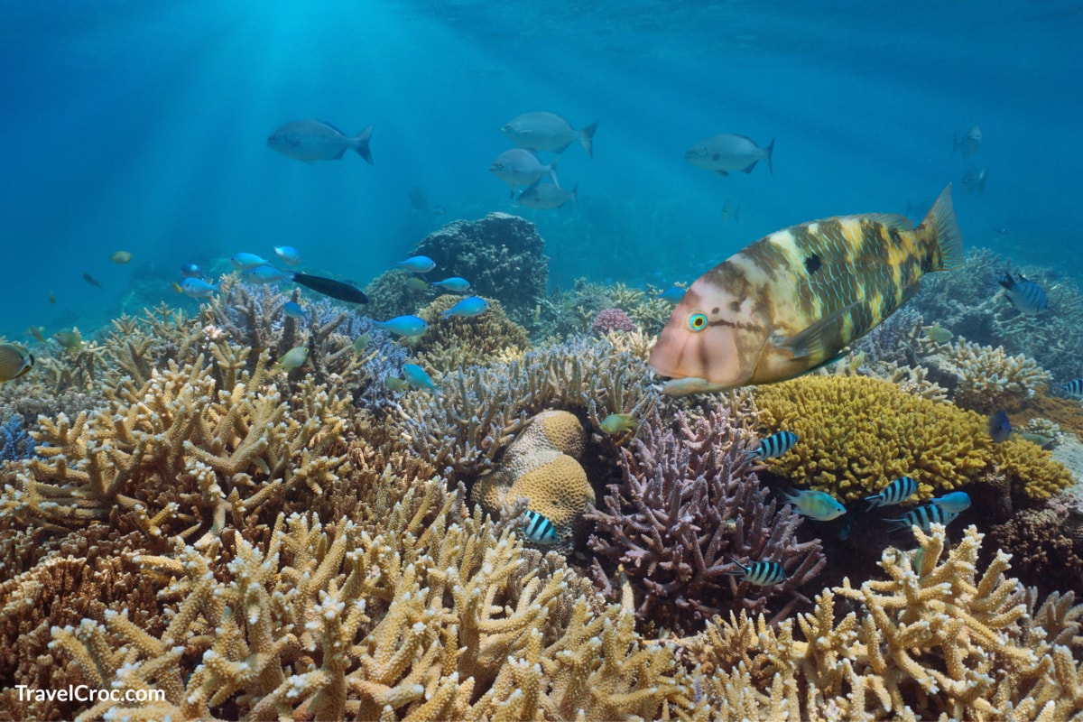 Healthy coral reef with tropical fish in New Caledonia