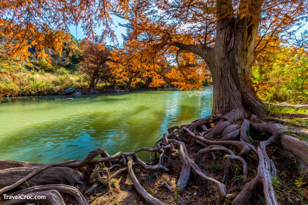 Intricate Intertwined Cypress Tree Roots with Beautiful Fall Foliage on the River at Guadalupe State Park, Texas