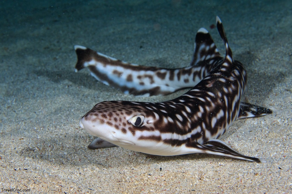 Juvenile Coral Catshark on sand during a night dive - Swimming with Sharks in Puerto Rico
