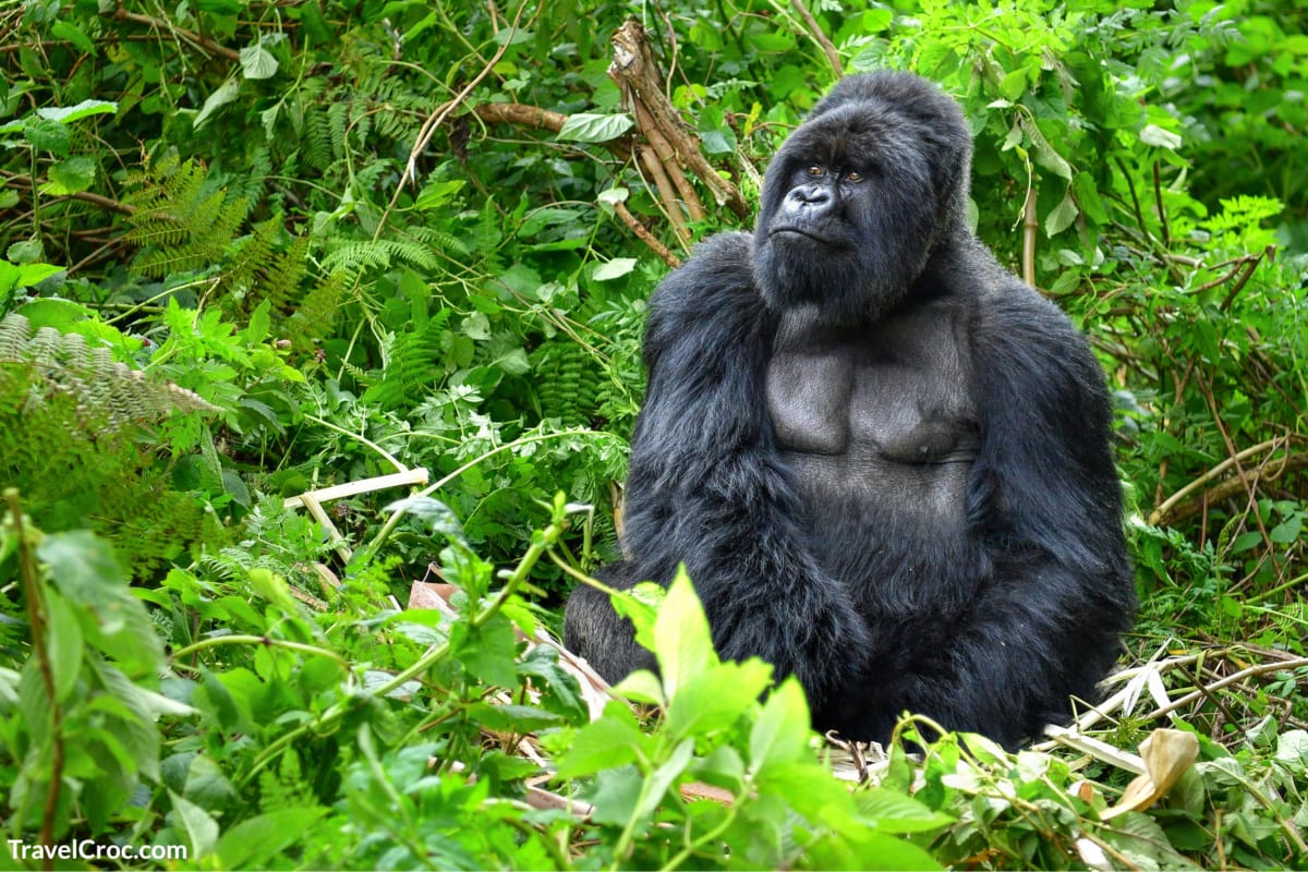Mountain Gorilla seen in Africa