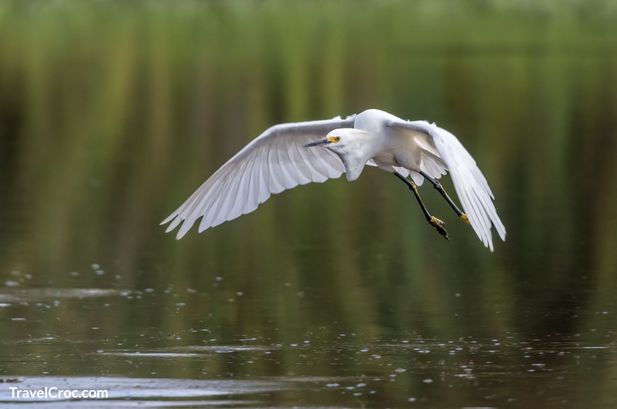 Nowy Egret flying at the Hollywild Animal Park