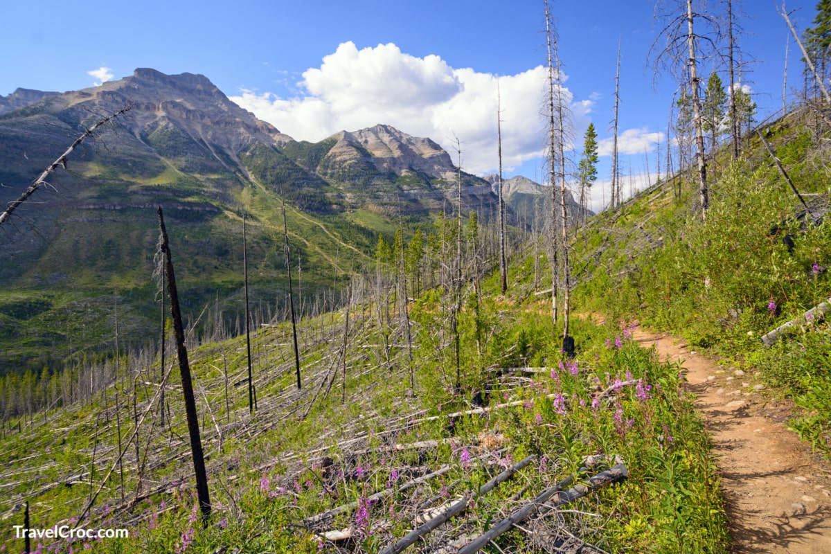 Regrowth on the Stanley Glacier trail in Kootenay National Park in British Columbia