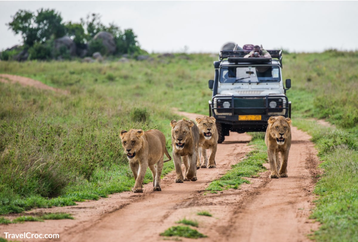 Safari Adventures Africa