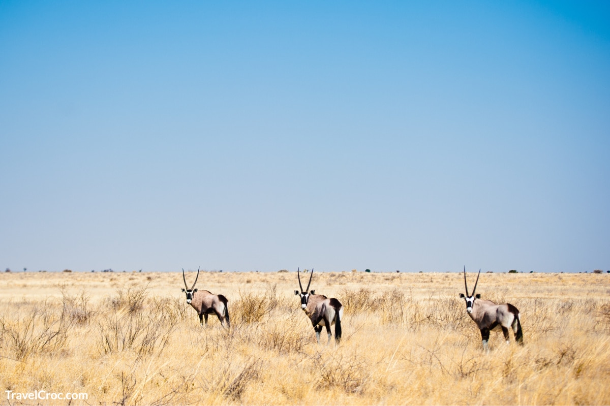 Safari Adventures in Kalahari Desert, Africa