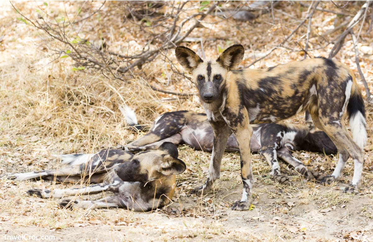 Safari Adventure Pack of wild African dogs at Selous Game Reserve, Tanzania