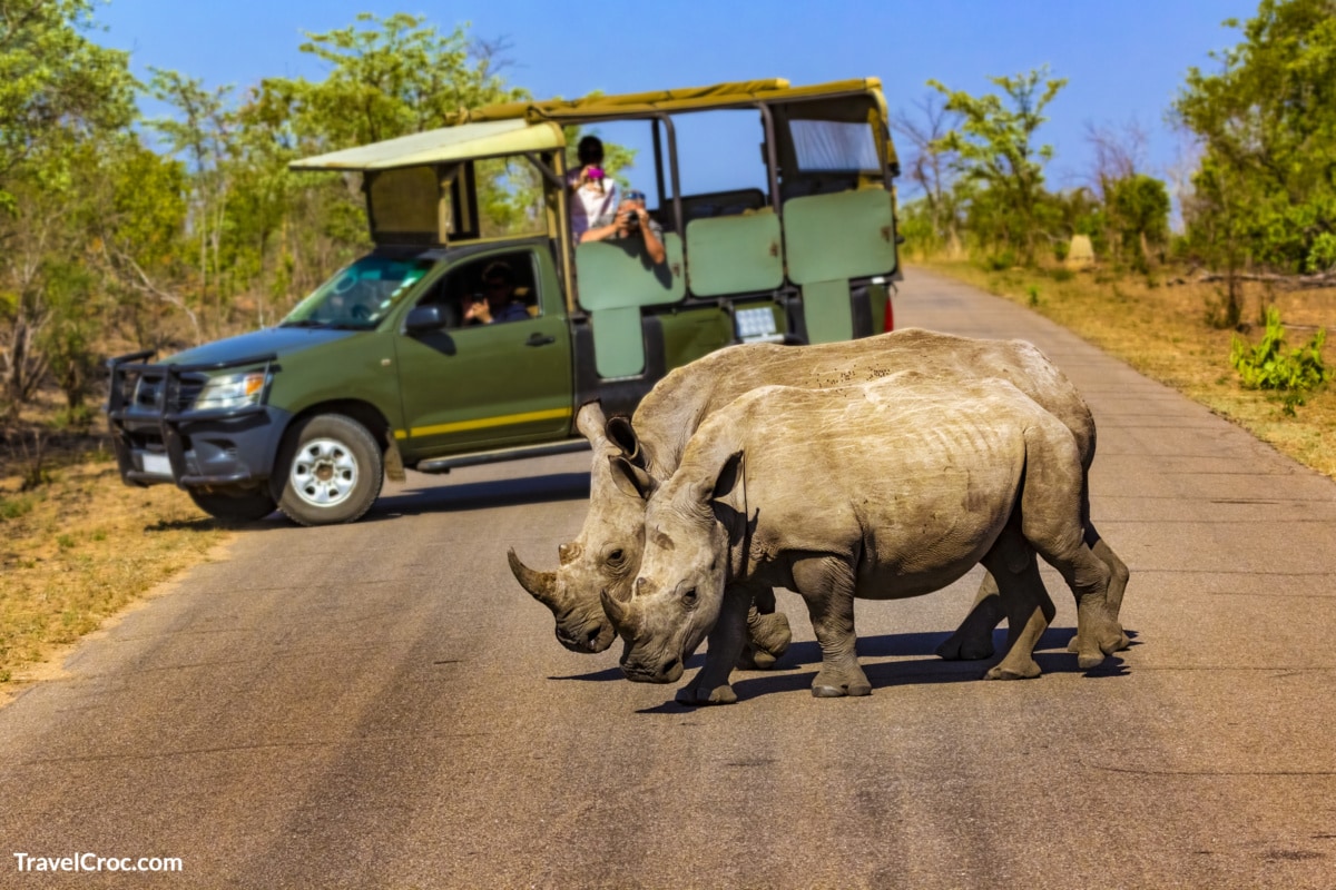 Safari Adventures South Africa. Safari in Kruger National Park - White rhinos